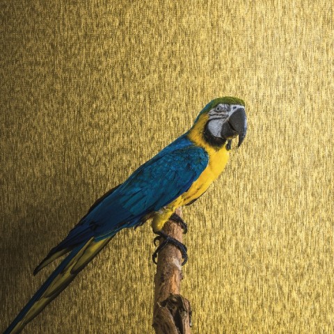 Коллекция Jerico